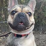 Ricky Bobby 1.5yo French Bulldog Mix