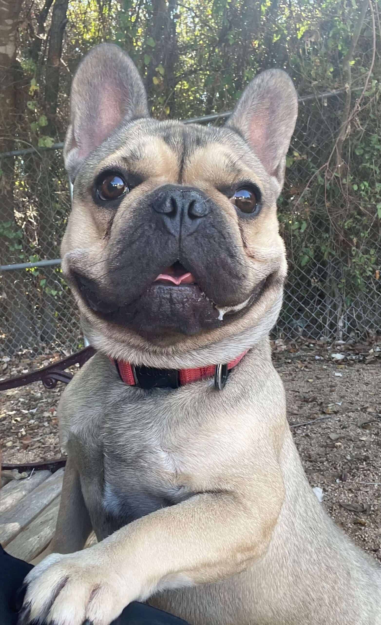 Ricky Bobby 1.5yo French Bulldog Mix