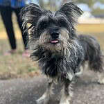 Leela - 2yo Schnauzer Mix