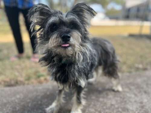 Leela - 2yo Schnauzer Mix