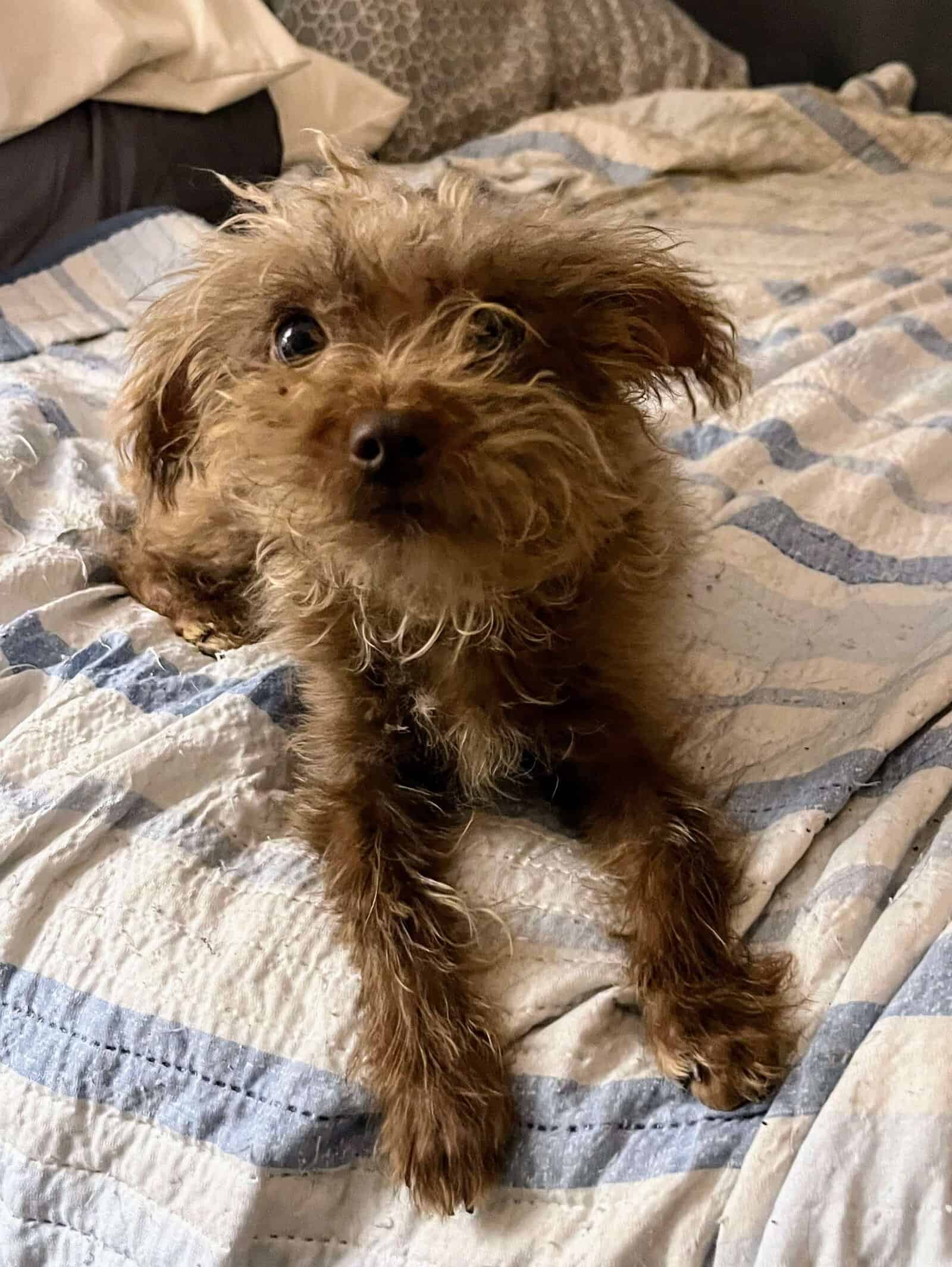 Pippi -1 yo Min Poodle
