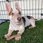 Shorty - 13 week old Corgi Heeler mix
