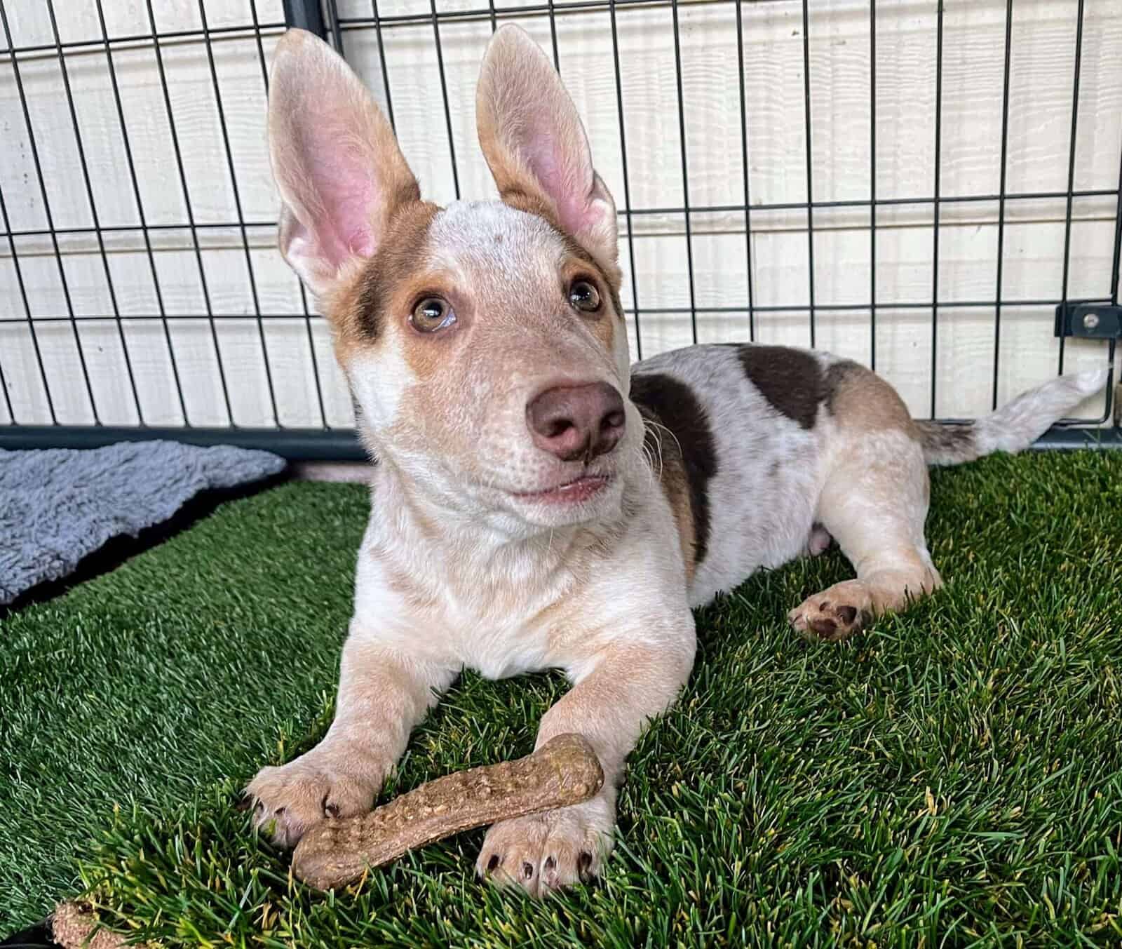 Shorty - 13 week old Corgi Heeler mix