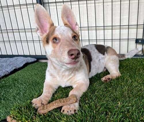 Shorty - 13 week old Corgi Heeler mix