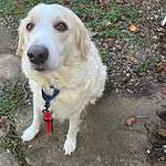 Snow - 3yo Lab/Pyr mix
