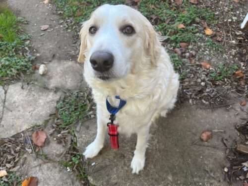 Snow - 3yo Lab/Pyr mix
