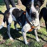 Domino - 4yo Heeler Mix