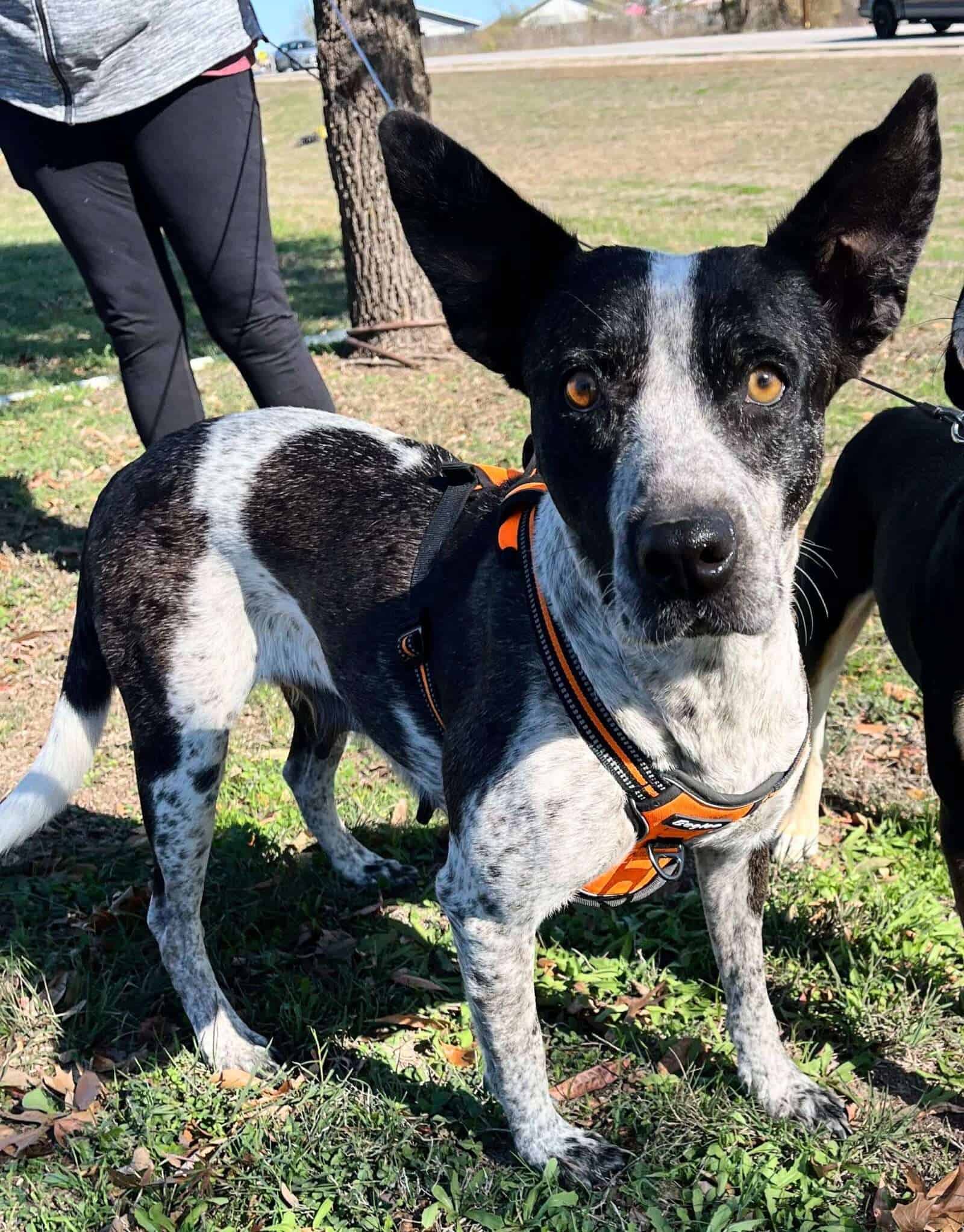 Domino - 4yo Heeler Mix