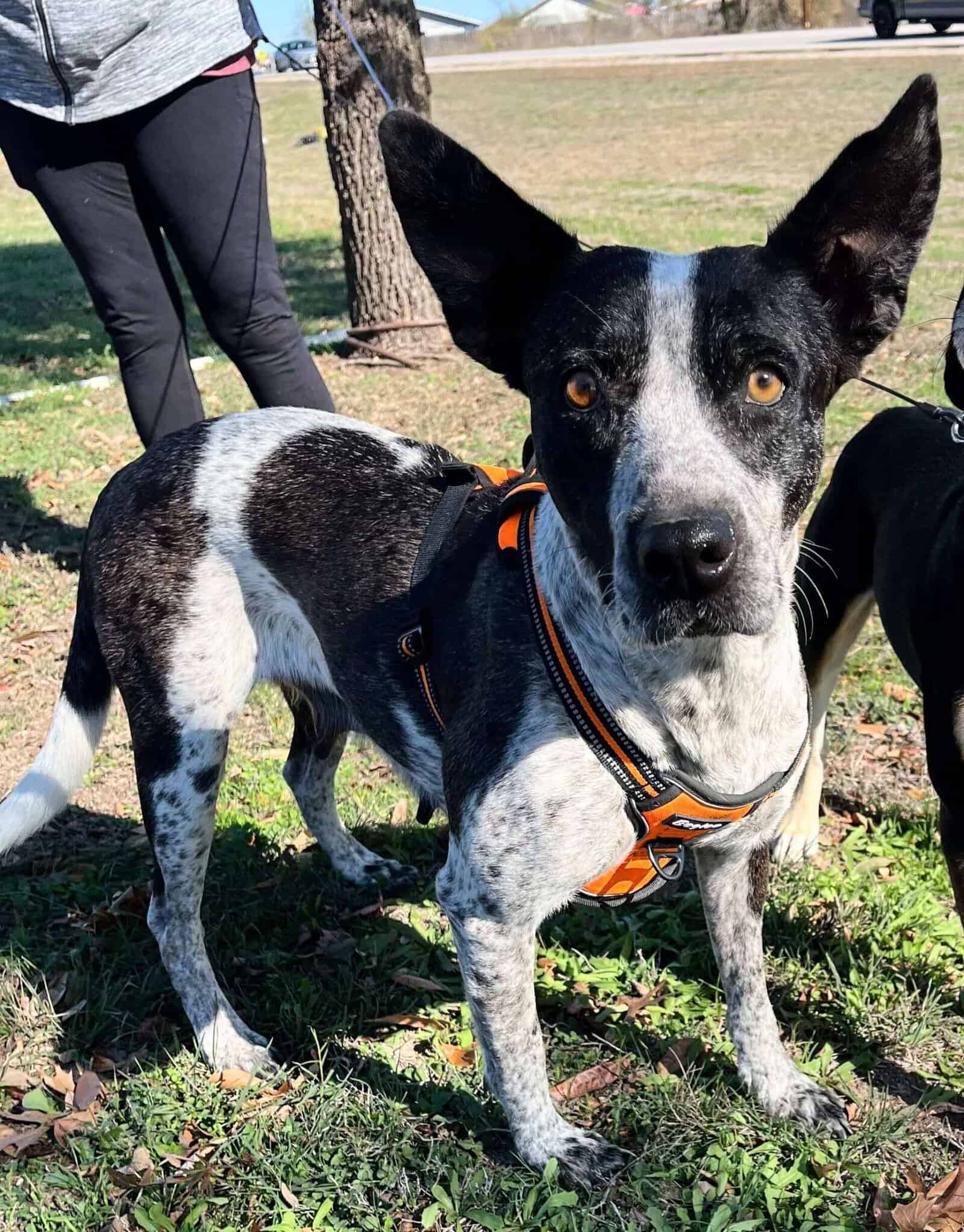 Domino - 4yo Heeler Mix