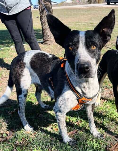 Domino - 4yo Heeler Mix