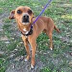 Georgie - 4yo Min Pin Mix