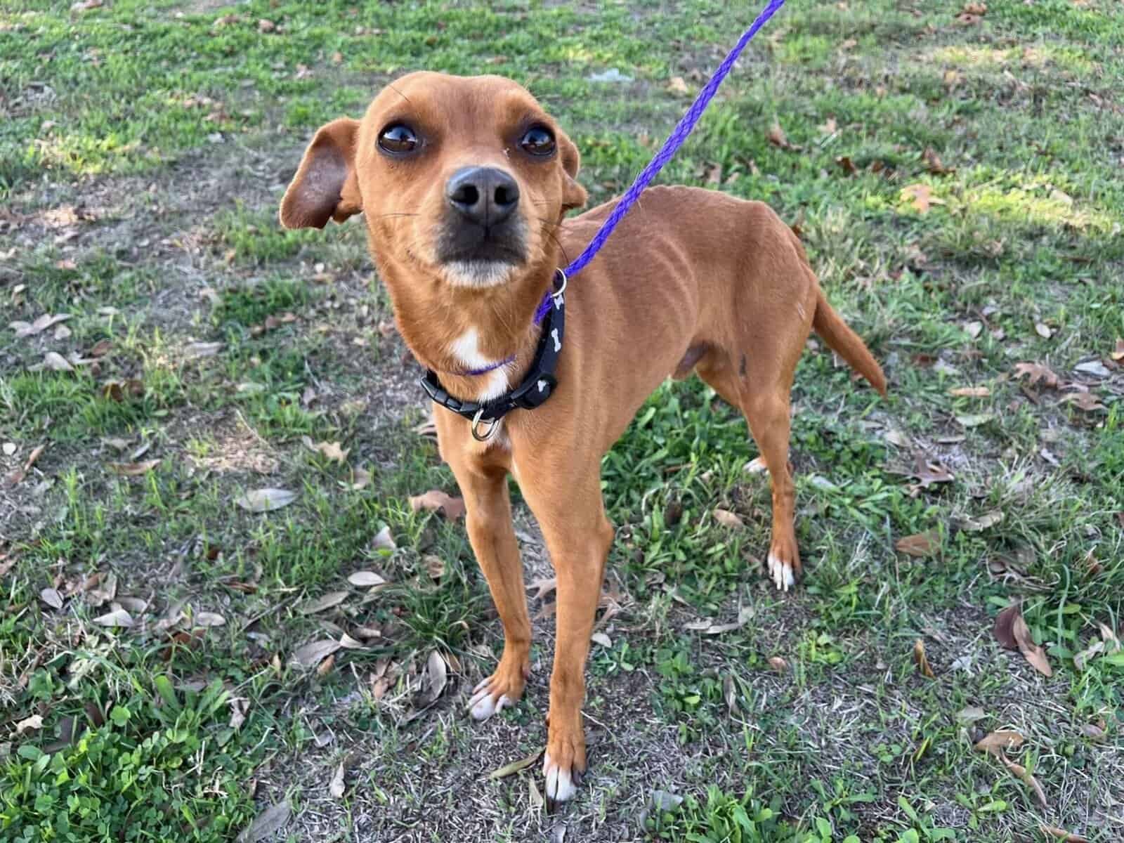Georgie - 4yo Min Pin Mix