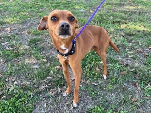 Georgie - 4yo Min Pin Mix