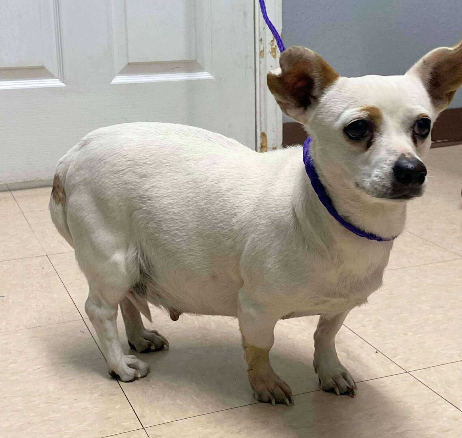 Ivy - 2yo Chihuahua