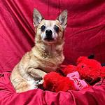 Bobo Fetch - 12 yo mixed breed