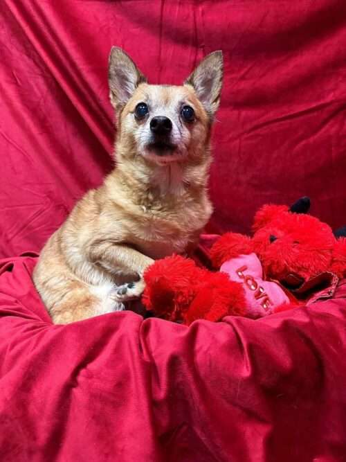 Bobo Fetch - 12 yo mixed breed