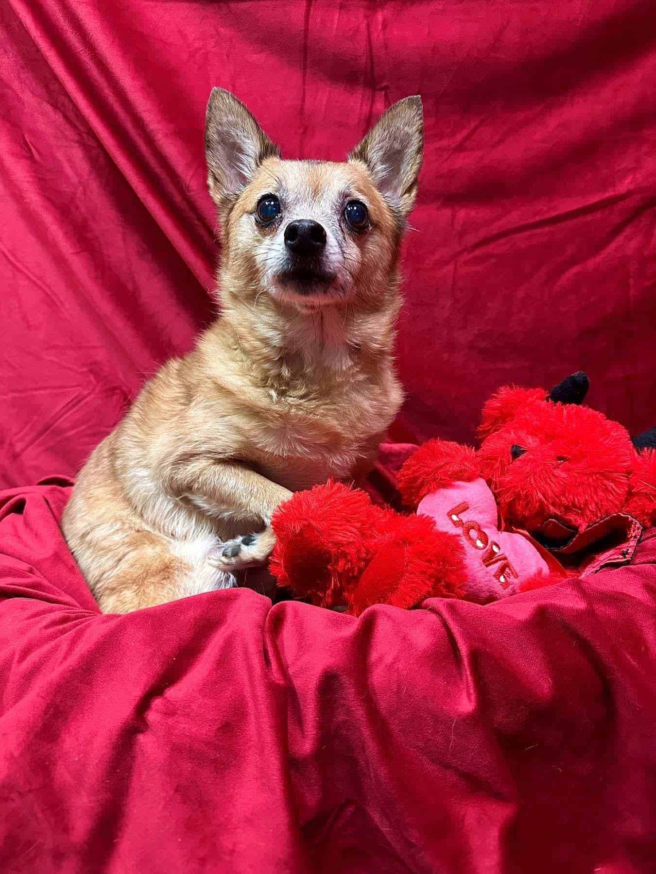 Bobo Fetch - 12 yo mixed breed