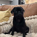 Smudgie - 3 month old pug