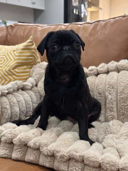 Smudgie - 3 month old pug