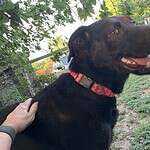 Luna Lai - 4.5yo black lab