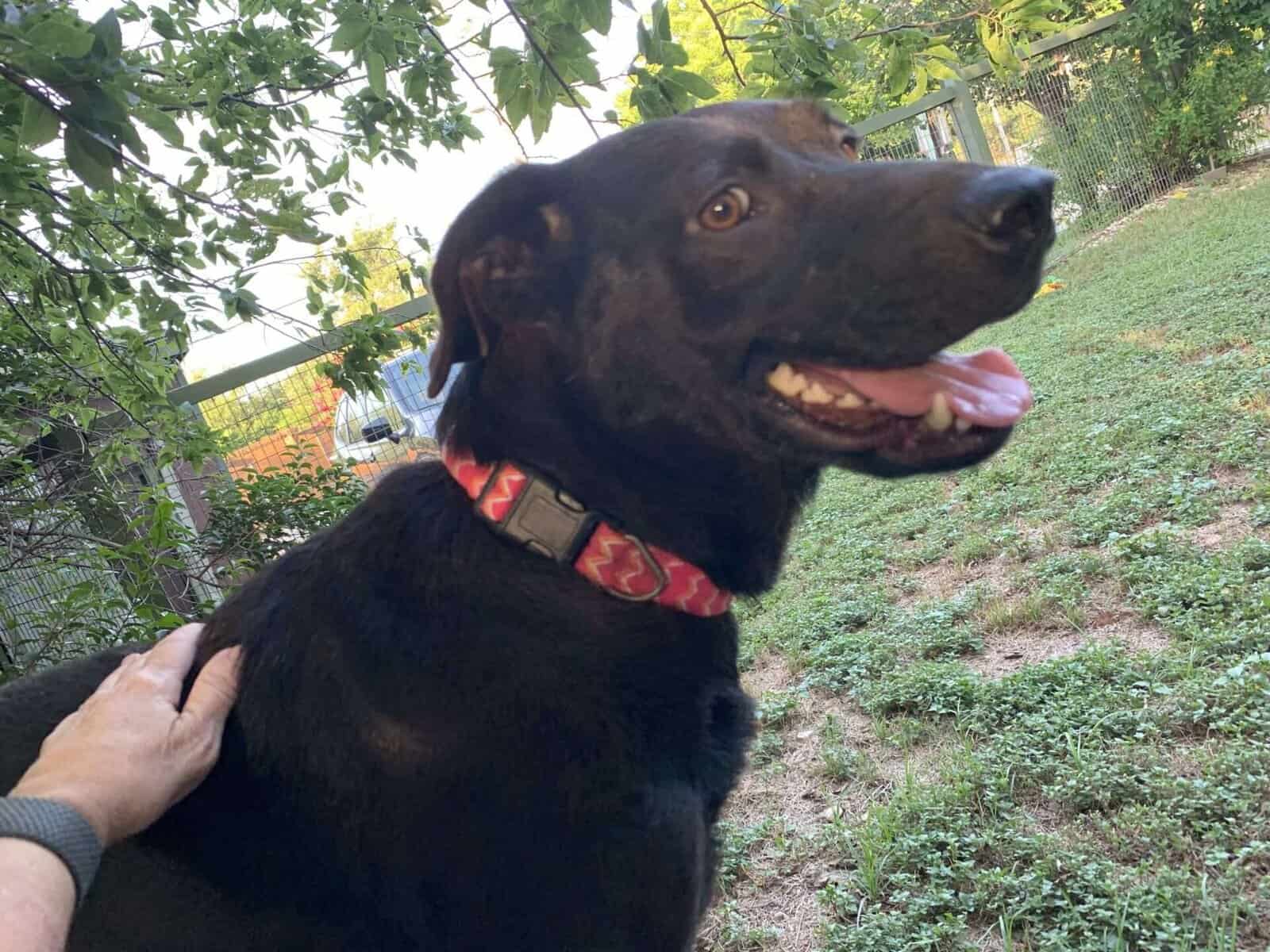 Luna Lai - 4.5yo black lab