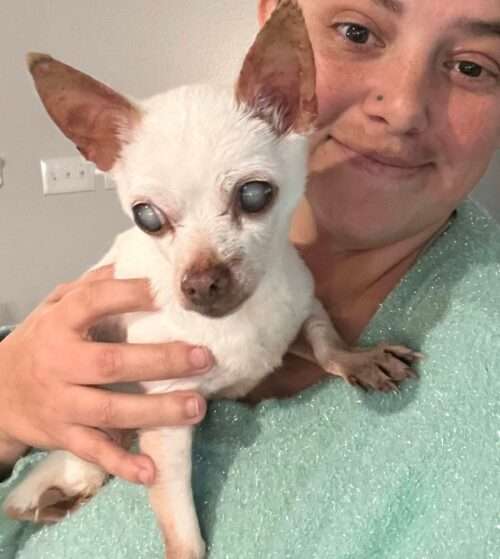 Barkley - 13yo blind Chihuahua