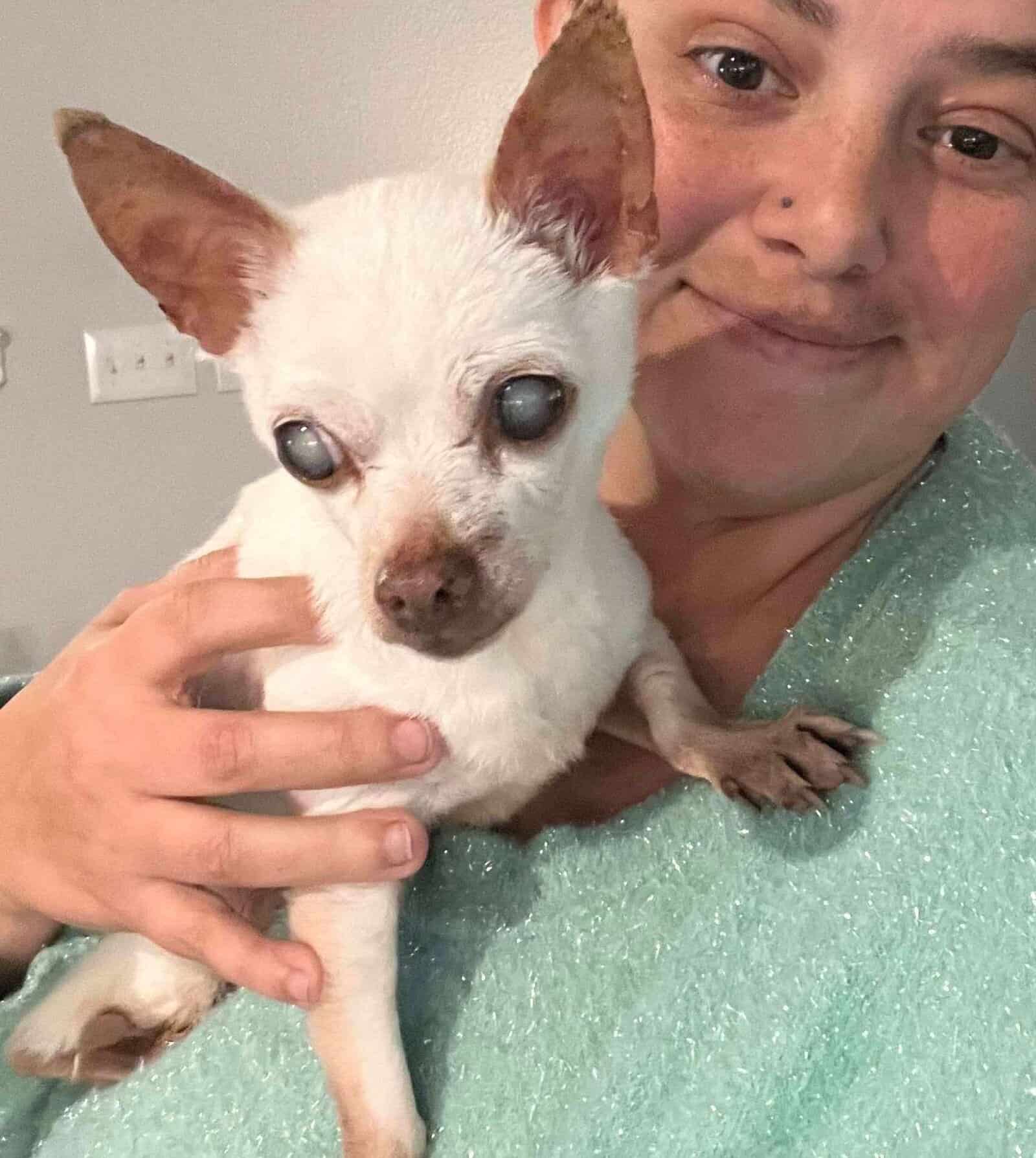 Barkley - 13yo blind Chihuahua