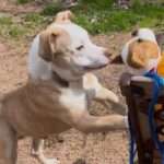 Lil Belushi - 3yo Mixed dPit with small breed