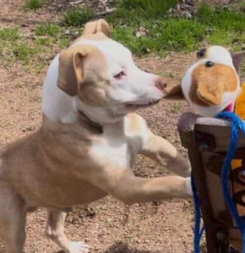 Lil Belushi - 3yo Mixed dPit with small breed
