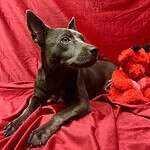 Adora - 1.5yo Blue Lacey Mix
