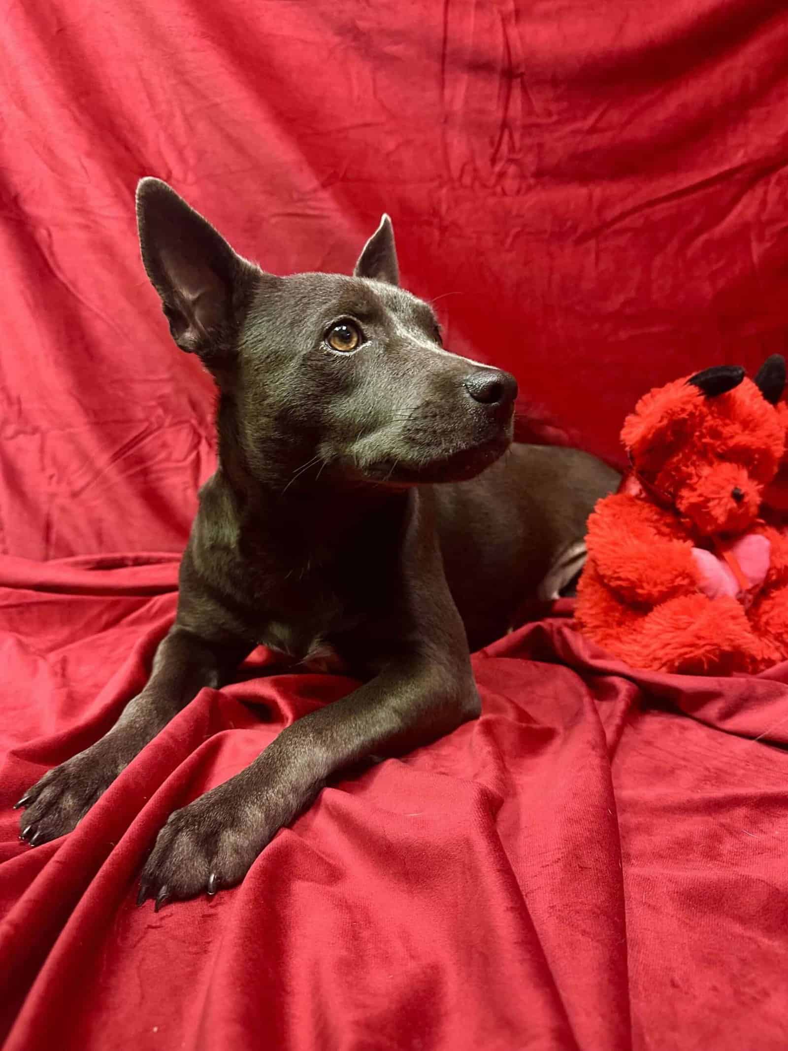 Adora - 1.5yo Blue Lacey Mix