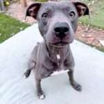 Dollipop - 1 yo mixed breed
