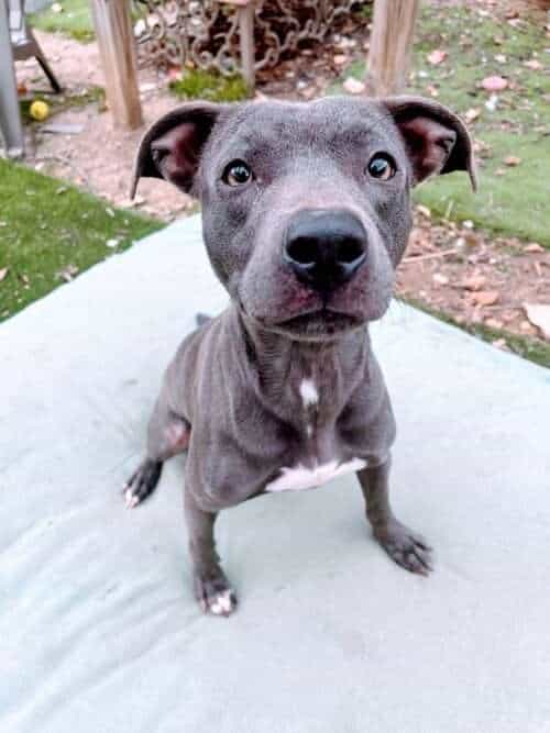 Dollipop - 1 yo mixed breed