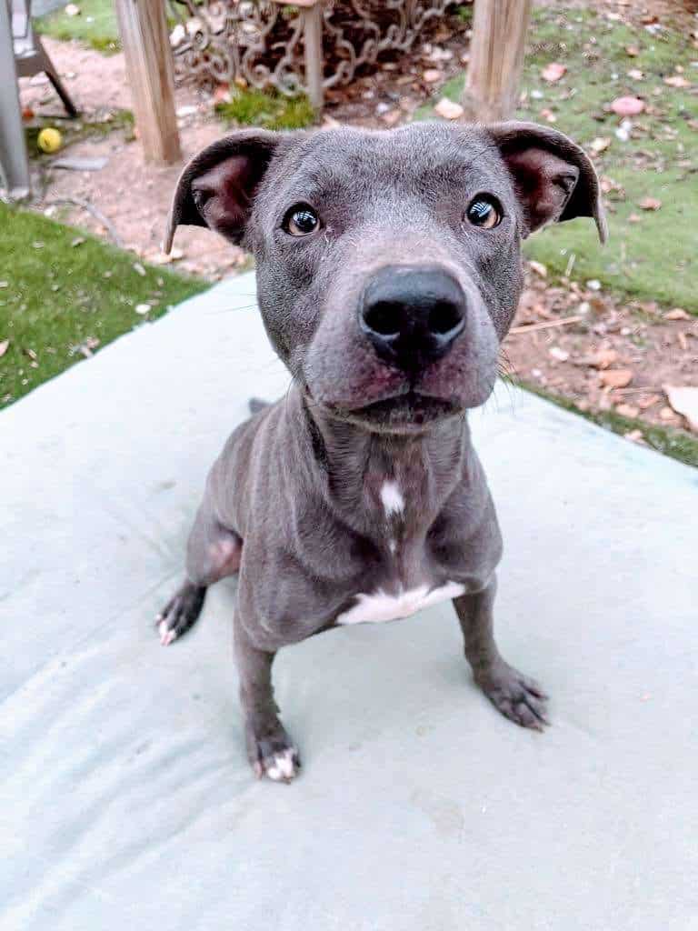 Dollipop - 1 yo mixed breed