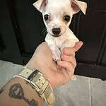 August chi mix puppy