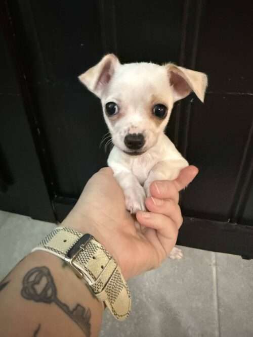 August chi mix puppy