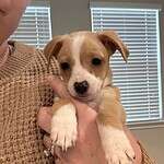 Clara chi puppy mix