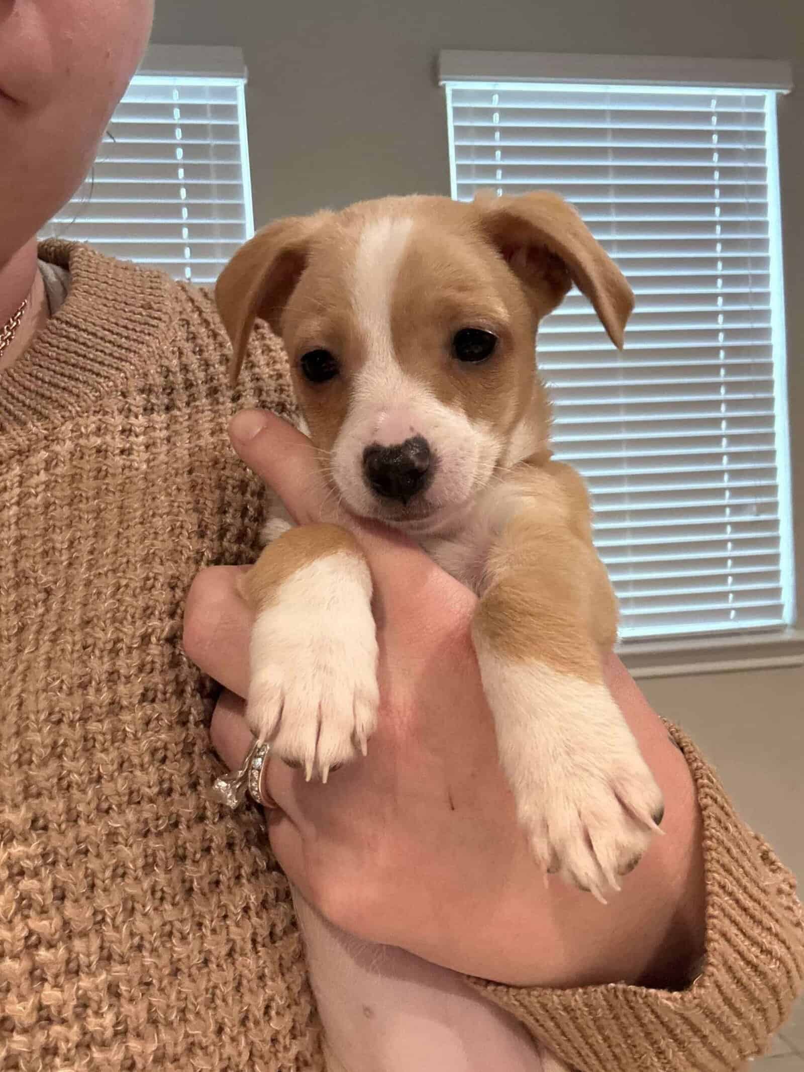 Clara chi puppy mix