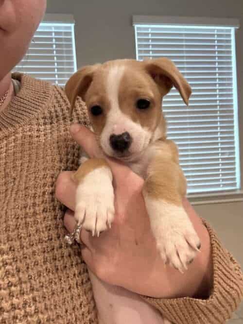 Clara chi puppy mix