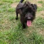 Briggs 1yo Cairn Terrier mix