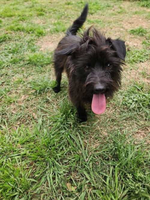 Briggs 1yo Cairn Terrier mix