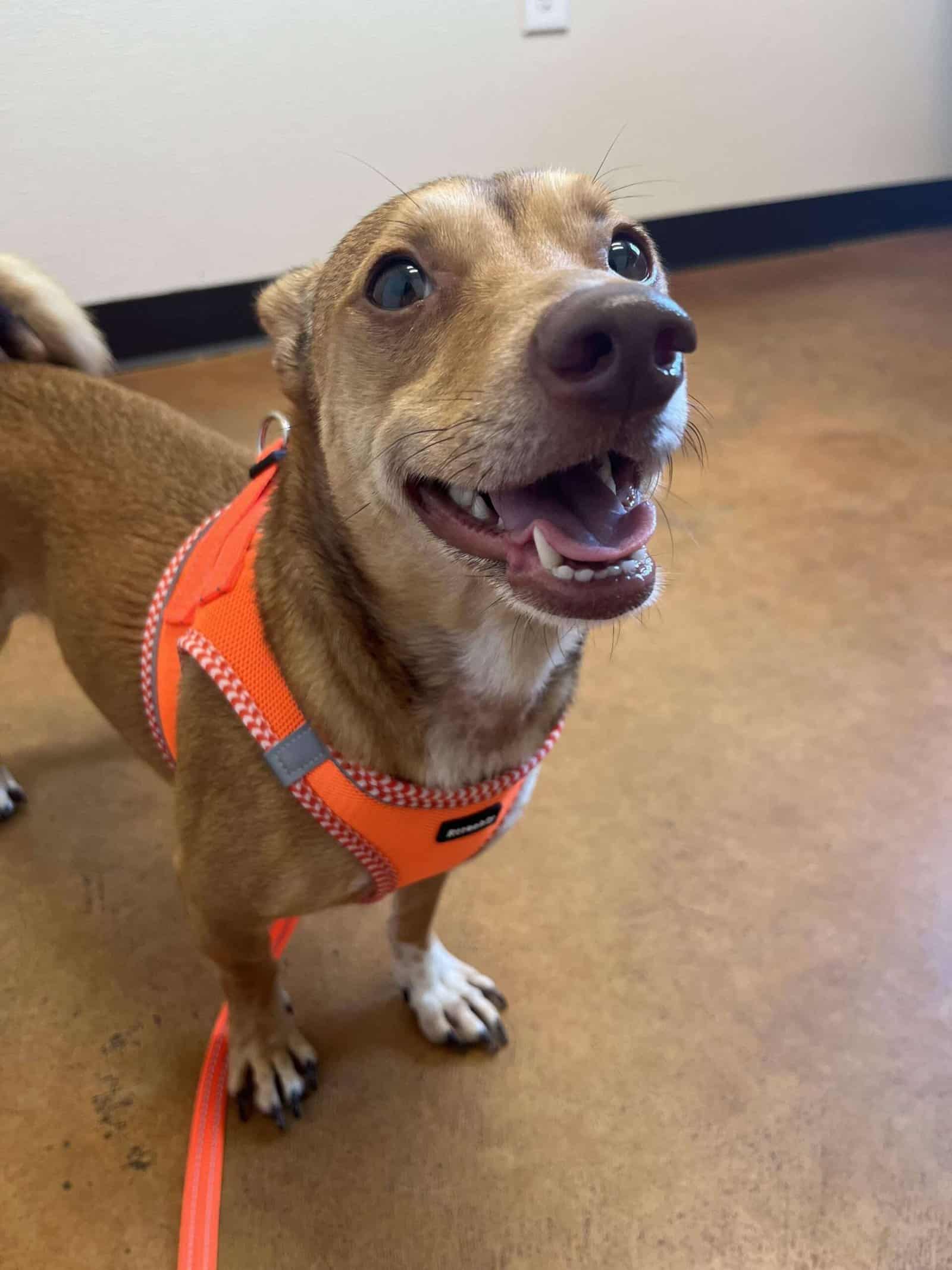 Tucker 4yo chihuahua Mix