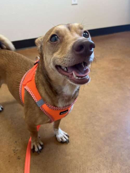 Tucker 4yo chihuahua Mix