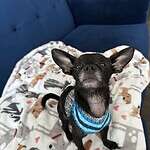 Stevie Licks-Adopted