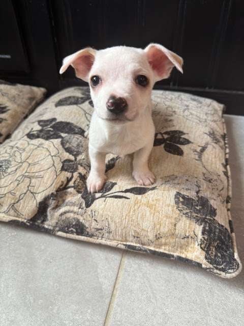 Jack chi mix puppy