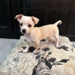 Chief - chi mix puppy