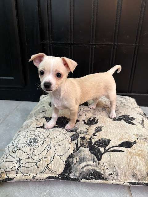 Chief - chi mix puppy