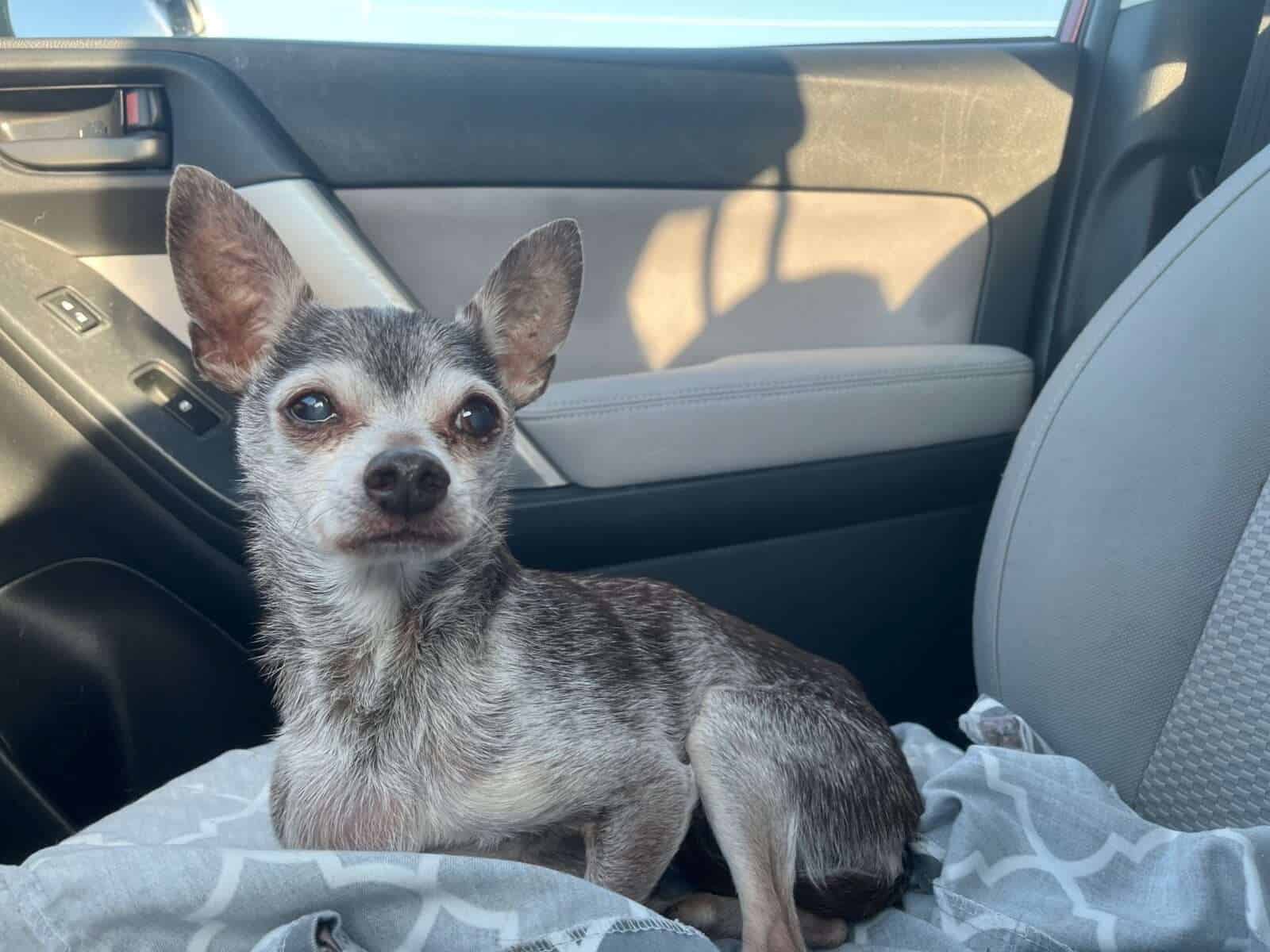 Stuart 13yo Chihuaua