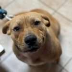 Momo 9mo lab/pitt mix