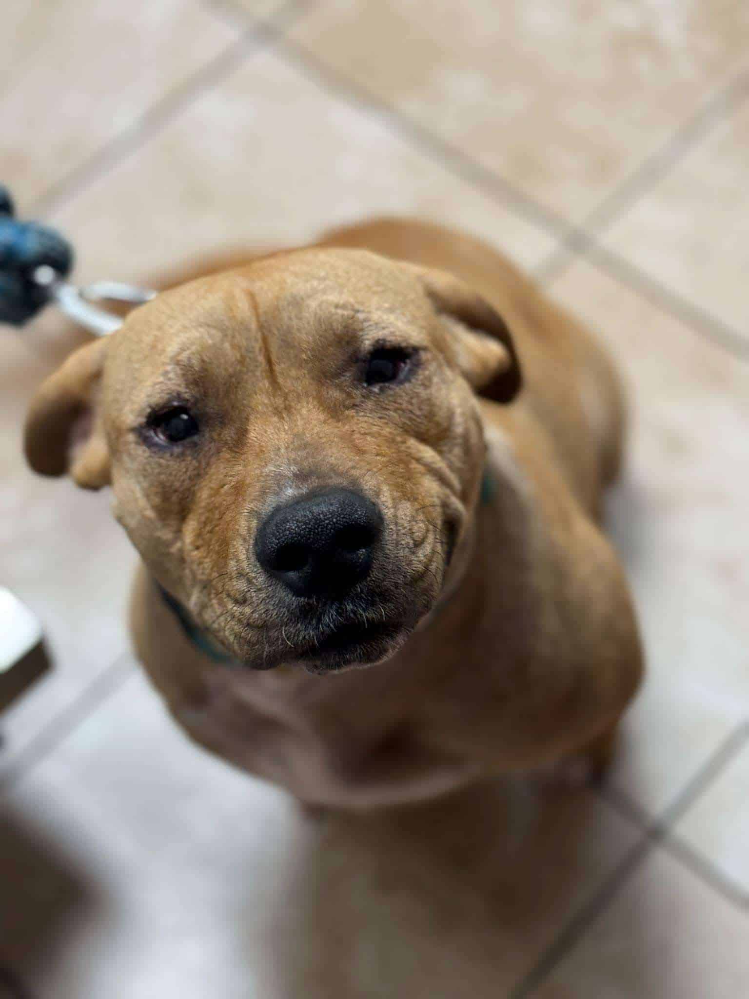 Momo 9mo lab/pitt mix